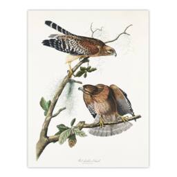 "Artery8 Red Shouldered Hawk Audubon Nature Wall Art Print Poster in White - Size: W18"" x H24""" - thumbnail 1