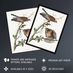 "Artery8 Red Shouldered Hawk Audubon Nature Wall Art Print Poster in White - Size: W18"" x H24""" - thumbnail 2