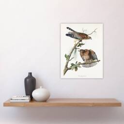 "Artery8 Red Shouldered Hawk Audubon Nature Wall Art Print Poster in White - Size: W18"" x H24""" - thumbnail 4