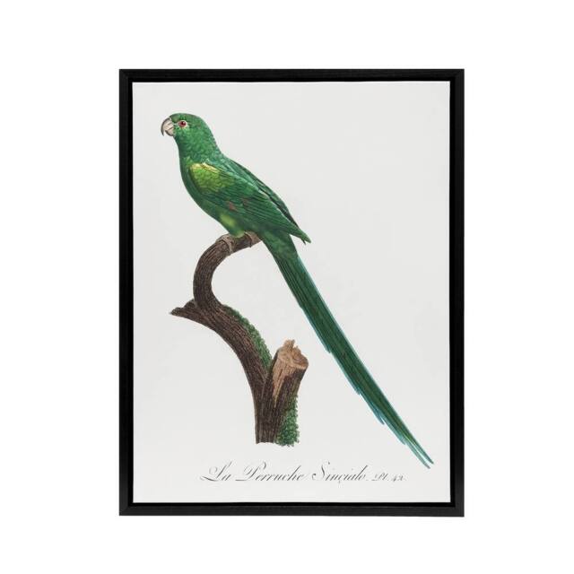 "Artery8 The Long Tailed Parakeet Francois Levaillant Framed Canvas Wall Art in White - Size: W12"" x H16""" - image 1