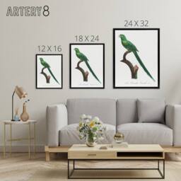 "Artery8 The Long Tailed Parakeet Francois Levaillant Framed Canvas Wall Art in White - Size: W12"" x H16""" - thumbnail 4