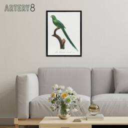 "Artery8 The Long Tailed Parakeet Francois Levaillant Framed Canvas Wall Art in White - Size: W12"" x H16""" - thumbnail 3