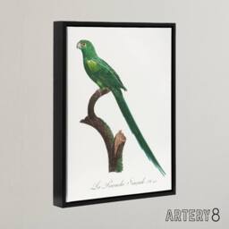 "Artery8 The Long Tailed Parakeet Francois Levaillant Framed Canvas Wall Art in White - Size: W12"" x H16""" - thumbnail 2