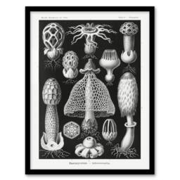 Artery8 Basidiomycetes Fungi Species Vintage Haeckel Framed Wall Art Print in Black - Size: A4 - thumbnail 1