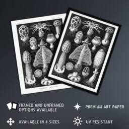Artery8 Basidiomycetes Fungi Species Vintage Haeckel Framed Wall Art Print in Black - Size: A4 - thumbnail 2