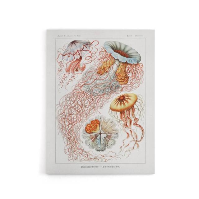 "Artery8 Lion's Mane Jellyfish Haeckel Botanical Canvas Wall Art in White - Size: W18"" x H24""" - image 1