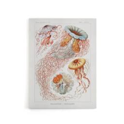 "Artery8 Lion's Mane Jellyfish Haeckel Botanical Canvas Wall Art in White - Size: W18"" x H24""" - thumbnail 1