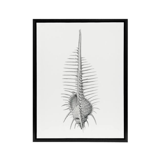 "Artery8 Murex Shell Seashell Drawing Haeckel Botanical Framed Canvas Wall Art in White - Size: W12"" x H16""" - image 1