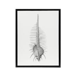 "Artery8 Murex Shell Seashell Drawing Haeckel Botanical Framed Canvas Wall Art in White - Size: W12"" x H16""" - thumbnail 1