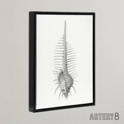 "Artery8 Murex Shell Seashell Drawing Haeckel Botanical Framed Canvas Wall Art in White - Size: W12"" x H16""" - thumbnail 2