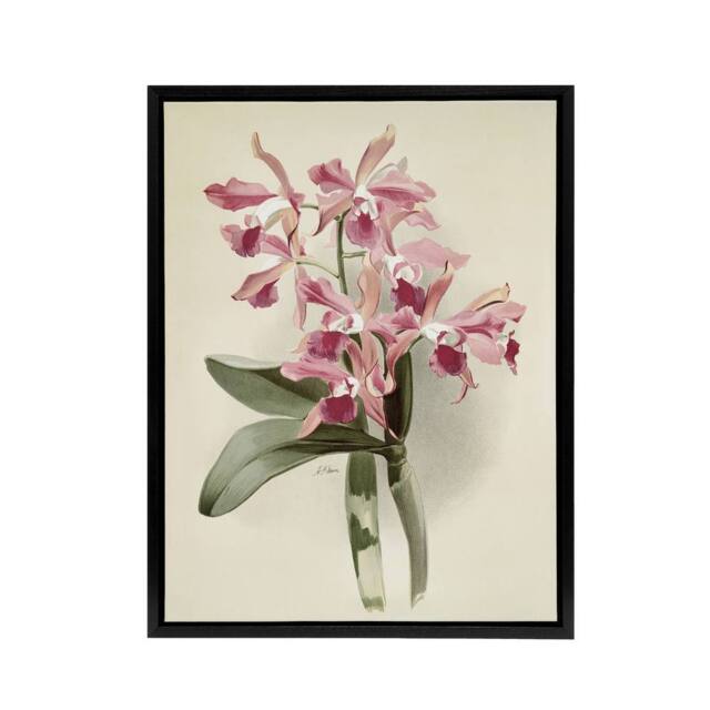 "Artery8 Frederick Sander Cattleya Elegans Orchid Flowers Framed Canvas Art in White - Size: W12"" x H16""" - image 1