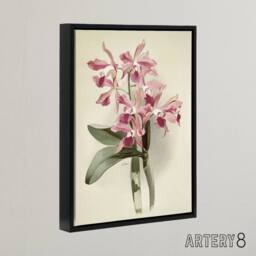 "Artery8 Frederick Sander Cattleya Elegans Orchid Flowers Framed Canvas Art in White - Size: W12"" x H16""" - thumbnail 2