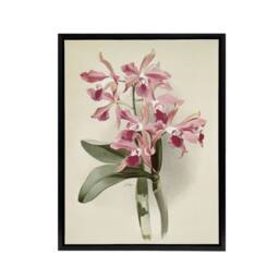"Artery8 Frederick Sander Cattleya Elegans Orchid Flowers Framed Canvas Art in White - Size: W12"" x H16""" - thumbnail 1