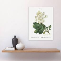 "Artery8 Oakleaf Hydrangea Flowers Redoute Vintage Wall Art Print Poster in White - Size: W18"" x H24""" - thumbnail 4