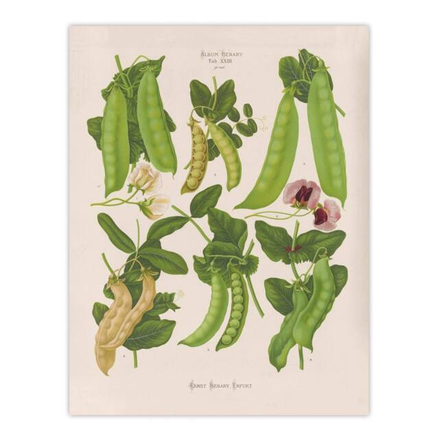 "Artery8 Sugar Peas Vintage Illustration Ernst Benary Wall Art Poster Print in White - Size: W24"" x H32""" - image 1
