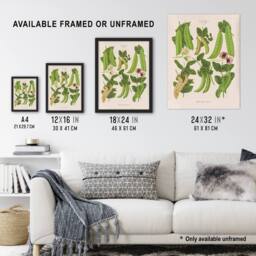 "Artery8 Sugar Peas Vintage Illustration Ernst Benary Wall Art Poster Print in White - Size: W24"" x H32""" - thumbnail 3