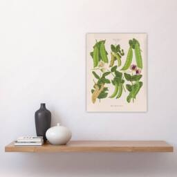 "Artery8 Sugar Peas Vintage Illustration Ernst Benary Wall Art Poster Print in White - Size: W24"" x H32""" - thumbnail 4