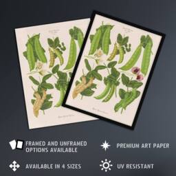"Artery8 Sugar Peas Vintage Illustration Ernst Benary Wall Art Poster Print in White - Size: W24"" x H32""" - thumbnail 2