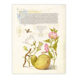 "Artery8 Beetle Flowers & Gourd Calligraphy Wall Art Poster Print - Size: W12"" x H16""" - thumbnail 1