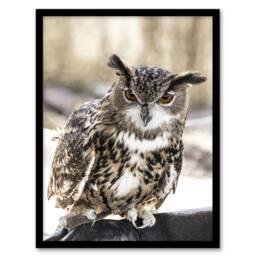 Artery8 Carol M Highsmith Long Eared Owl Perched On A Rock Framed Art Print - Size: A4 - thumbnail 1