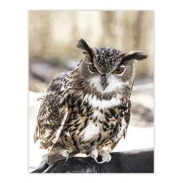 Artery8 Carol M Highsmith Long Eared Owl Perched On A Rock Framed Art Print - Size: A4 - thumbnail 3