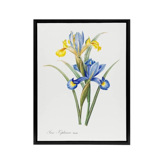 "Artery8 Spanish iris Botanical Redoute Vintage Black Framed Canvas Wall Art in White - Size: W12"" x H16""" - image 1