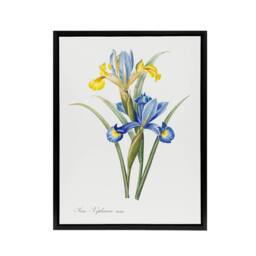 "Artery8 Spanish iris Botanical Redoute Vintage Black Framed Canvas Wall Art in White - Size: W12"" x H16""" - thumbnail 1