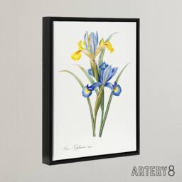 "Artery8 Spanish iris Botanical Redoute Vintage Black Framed Canvas Wall Art in White - Size: W12"" x H16""" - thumbnail 2