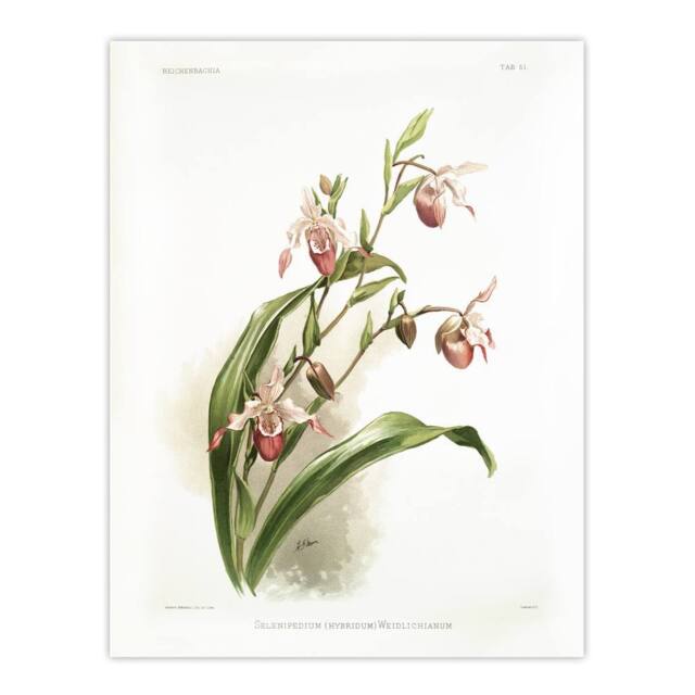 "Artery8 Frederick Sander Selenipedium Weidlichianum Orchid Wall Art Print - Size: W12"" x H16""" - image 1