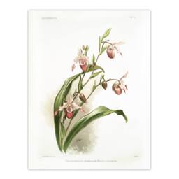 "Artery8 Frederick Sander Selenipedium Weidlichianum Orchid Wall Art Print - Size: W12"" x H16""" - thumbnail 1