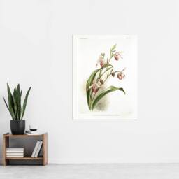 "Artery8 Frederick Sander Selenipedium Weidlichianum Orchid Wall Art Print - Size: W12"" x H16""" - thumbnail 4