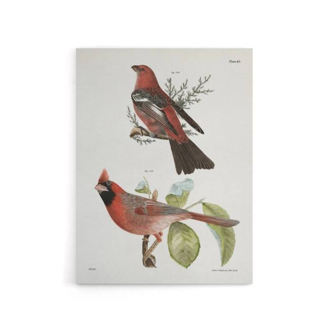 "Artery8 James De Kay Pine Bulfinch & Cardinal Grosbeak Canvas Wall Art Print in White - Size: W12"" x H16""" - image 1