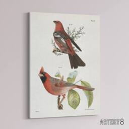 "Artery8 James De Kay Pine Bulfinch & Cardinal Grosbeak Canvas Wall Art Print in White - Size: W12"" x H16""" - thumbnail 2