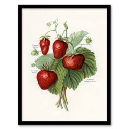 Artery8 John Wright Framed Wall Art Vintage Fruit Illustration of Strawberries in White - Size: A4 - thumbnail 1