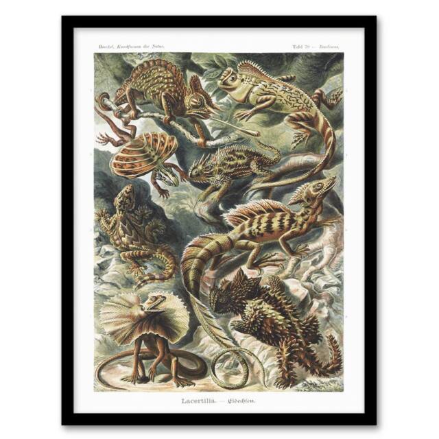"Artery8 Lacertilia Reptile Lizard Species Haeckel Framed Wall Art Print - Size: W12"" x H16""" - image 1
