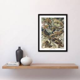 "Artery8 Lacertilia Reptile Lizard Species Haeckel Framed Wall Art Print - Size: W12"" x H16""" - thumbnail 4