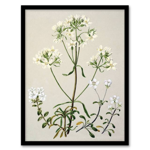 "Artery8 New Zealand White Gentiana Flowers Featon Framed Wall Art Print in Beige - Size: W12"" x H16""" - image 1