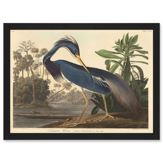 Artery8 Painting Bird Audubon Louisiana Heron Artwork Framed Wall Art Print A4 in Black - image 1