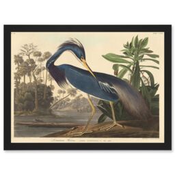 Artery8 Painting Bird Audubon Louisiana Heron Artwork Framed Wall Art Print A4 in Black - thumbnail 1