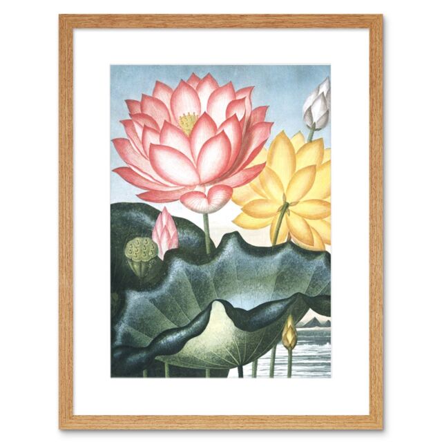 "Artery8 Wall Art Print Flowers Lotus Sacred Egyptian Bean Art Framed 9x7 inch in Beige - Size: W7"" x H9""" - image 1