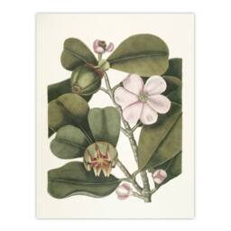 "Artery8 Balsam Tree Flower Vintage Botanical Catesby Wall Art Poster Print in Green - Size: W12"" x H16""" - thumbnail 1