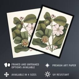 "Artery8 Balsam Tree Flower Vintage Botanical Catesby Wall Art Poster Print in Green - Size: W12"" x H16""" - thumbnail 2