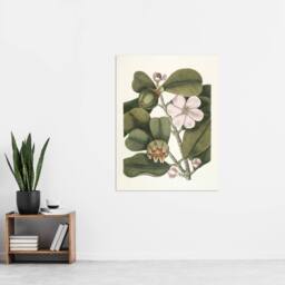 "Artery8 Balsam Tree Flower Vintage Botanical Catesby Wall Art Poster Print in Green - Size: W12"" x H16""" - thumbnail 4