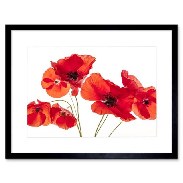"Artery8 Photo Nature Flower Poppy Heads Red Petals 12x16"" Framed Art Print - Size: W12"" x H16""" - image 1