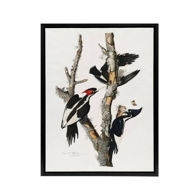 "Artery8 Ivory Billed Woodpecker Audubon Nature Black Framed Canvas Wall Art in White - Size: W12"" x H16""" - image 1