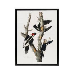 "Artery8 Ivory Billed Woodpecker Audubon Nature Black Framed Canvas Wall Art in White - Size: W12"" x H16""" - thumbnail 1