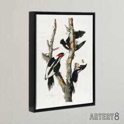 "Artery8 Ivory Billed Woodpecker Audubon Nature Black Framed Canvas Wall Art in White - Size: W12"" x H16""" - thumbnail 2