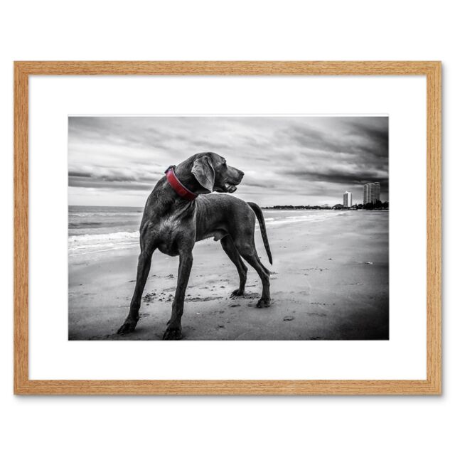 "Artery8 Wall Art Print Weimaraner Dog Beach BW Framed in Beige - Size: W7"" x H9""" - image 1