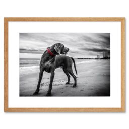 "Artery8 Wall Art Print Weimaraner Dog Beach BW Framed in Beige - Size: W7"" x H9""" - thumbnail 1