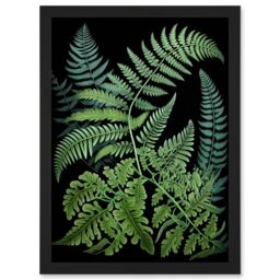 Artery8 Fern Fronds Ernst Haeckel Style Dark Illustration Artwork Framed Wall Art Print A4 in Black - thumbnail 1